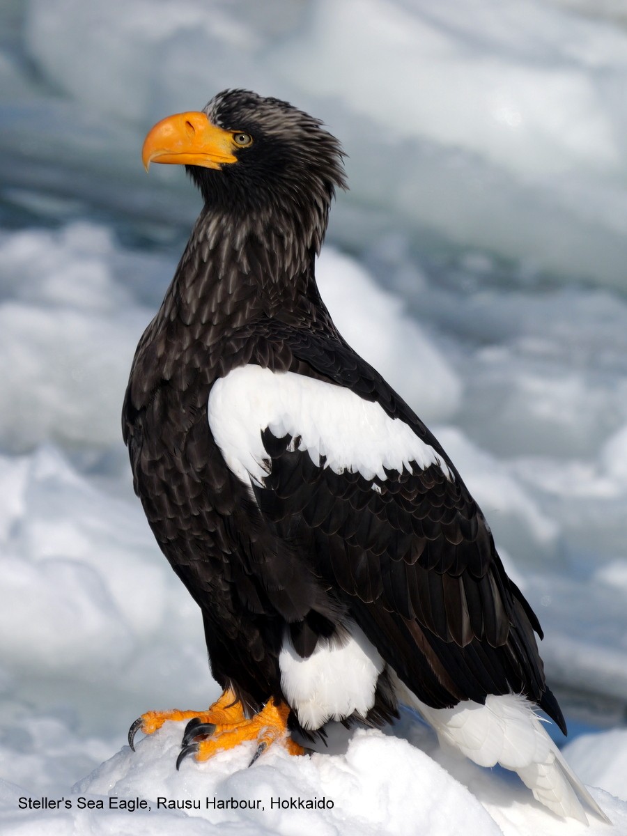 Steller's Sea-Eagle - Peter Edmonds