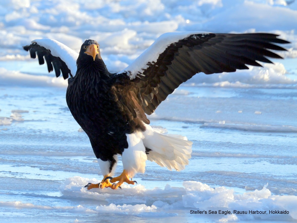 Steller's Sea-Eagle - Peter Edmonds