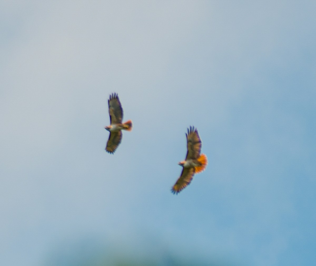 Red-tailed Hawk - oswaldo saballos
