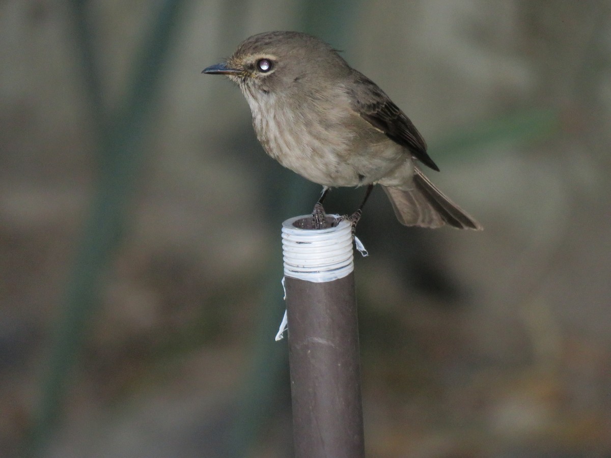 African Dusky Flycatcher - ML615955565