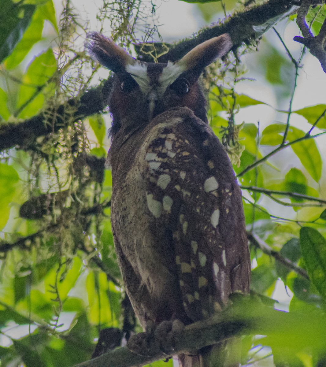 Crested Owl - oswaldo saballos