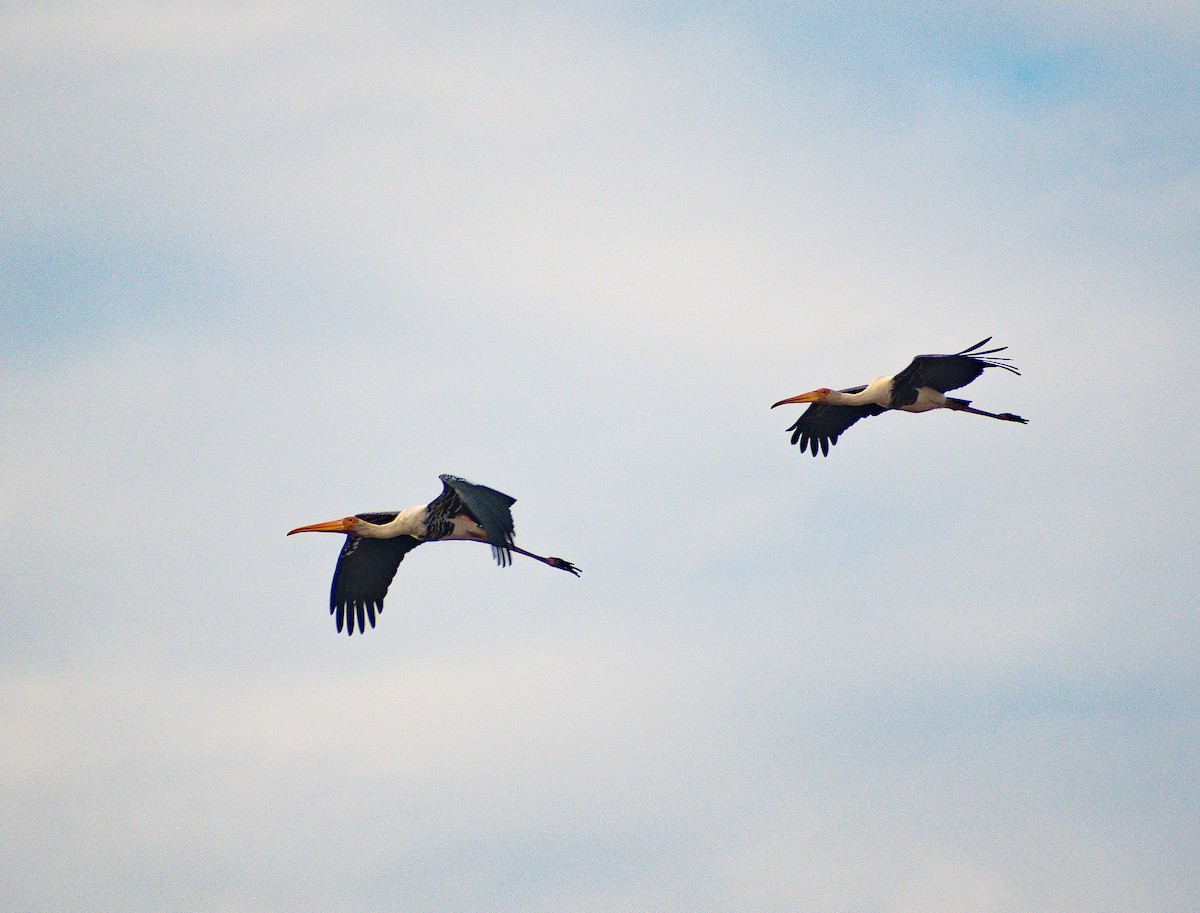 Painted Stork - ML615955597