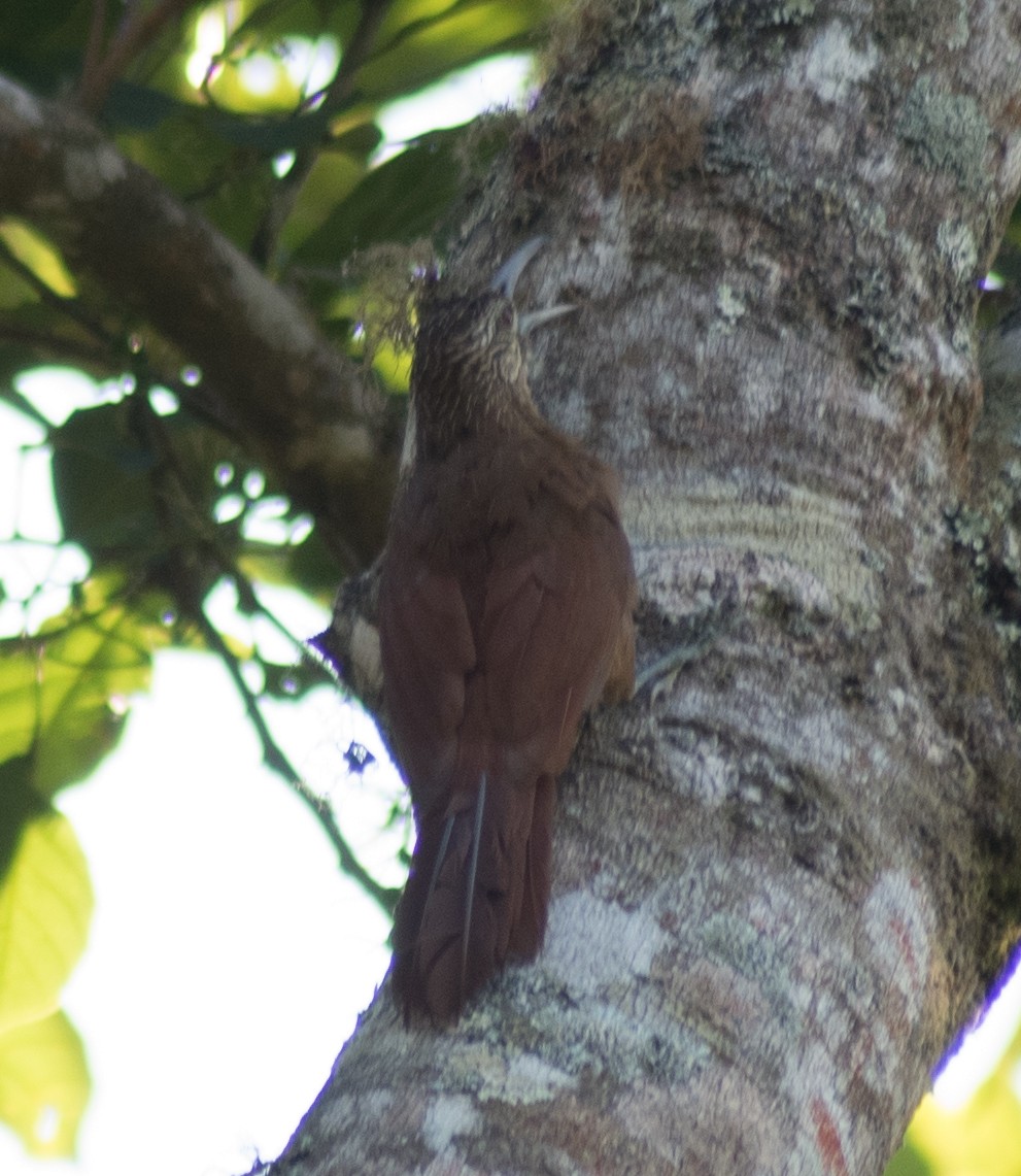 Strong-billed Woodcreeper - oswaldo saballos