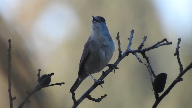 Eurasian Blackcap - ML615955622