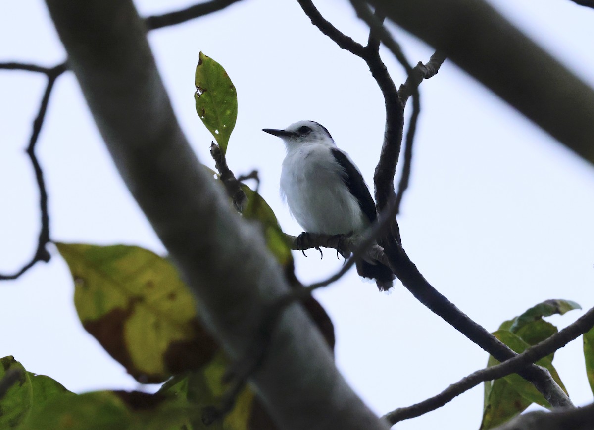 Pied Water-Tyrant - ML615955640