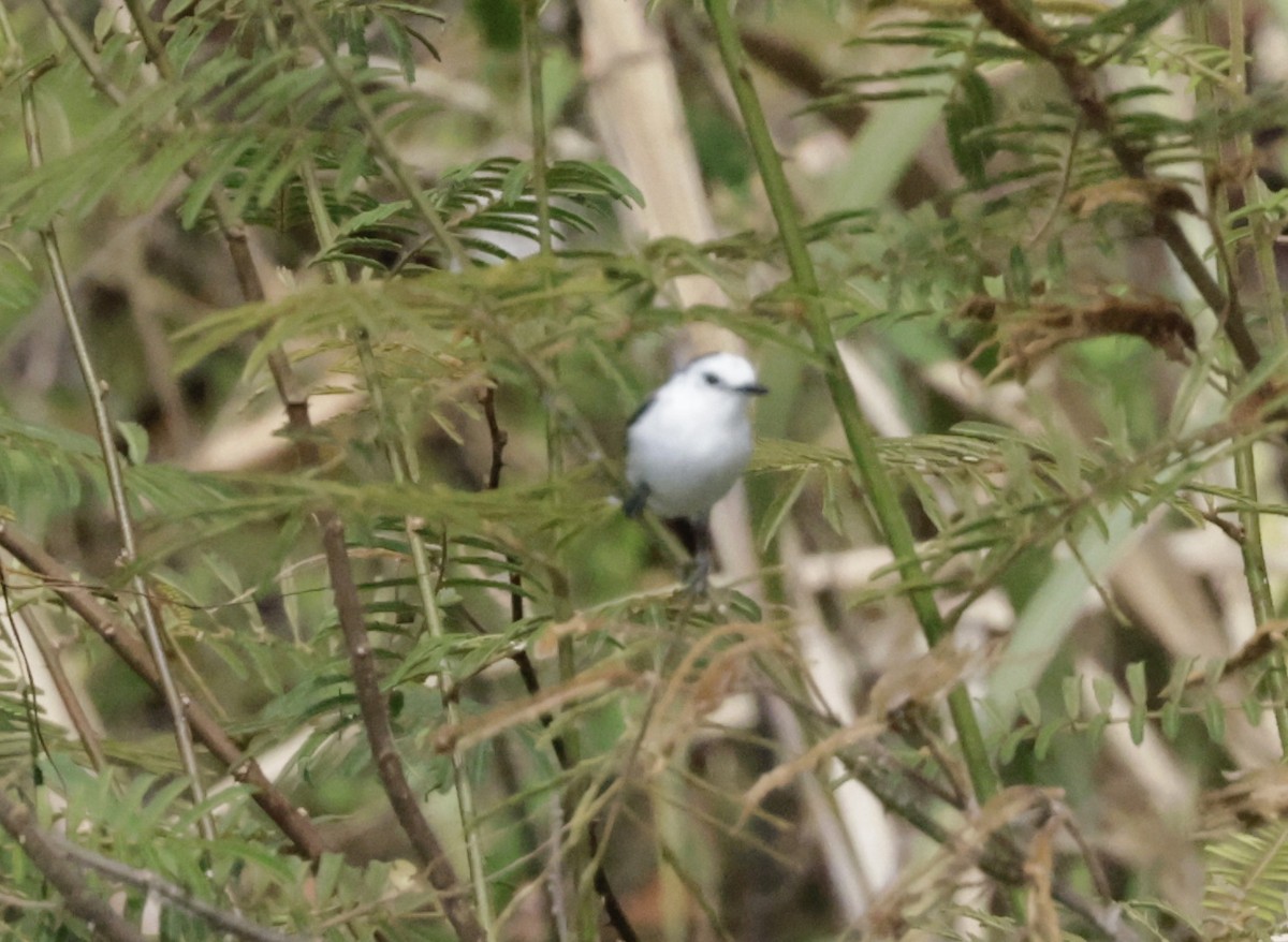 Pied Water-Tyrant - ML615955649