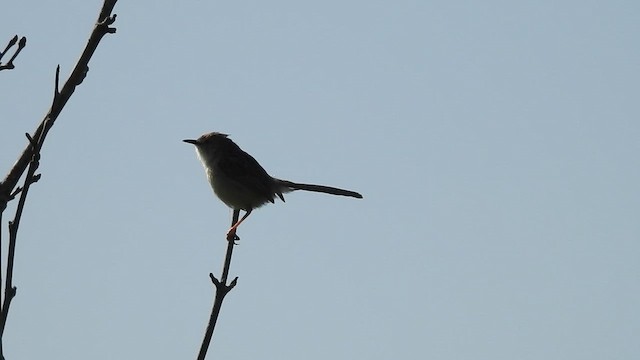 Prinia gracile - ML615955655