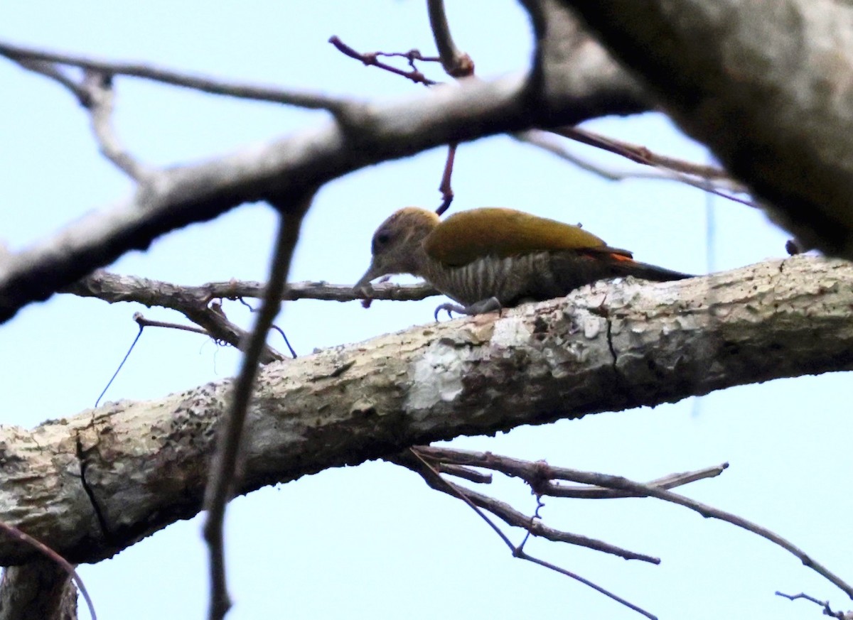 Red-rumped Woodpecker - ML615955656