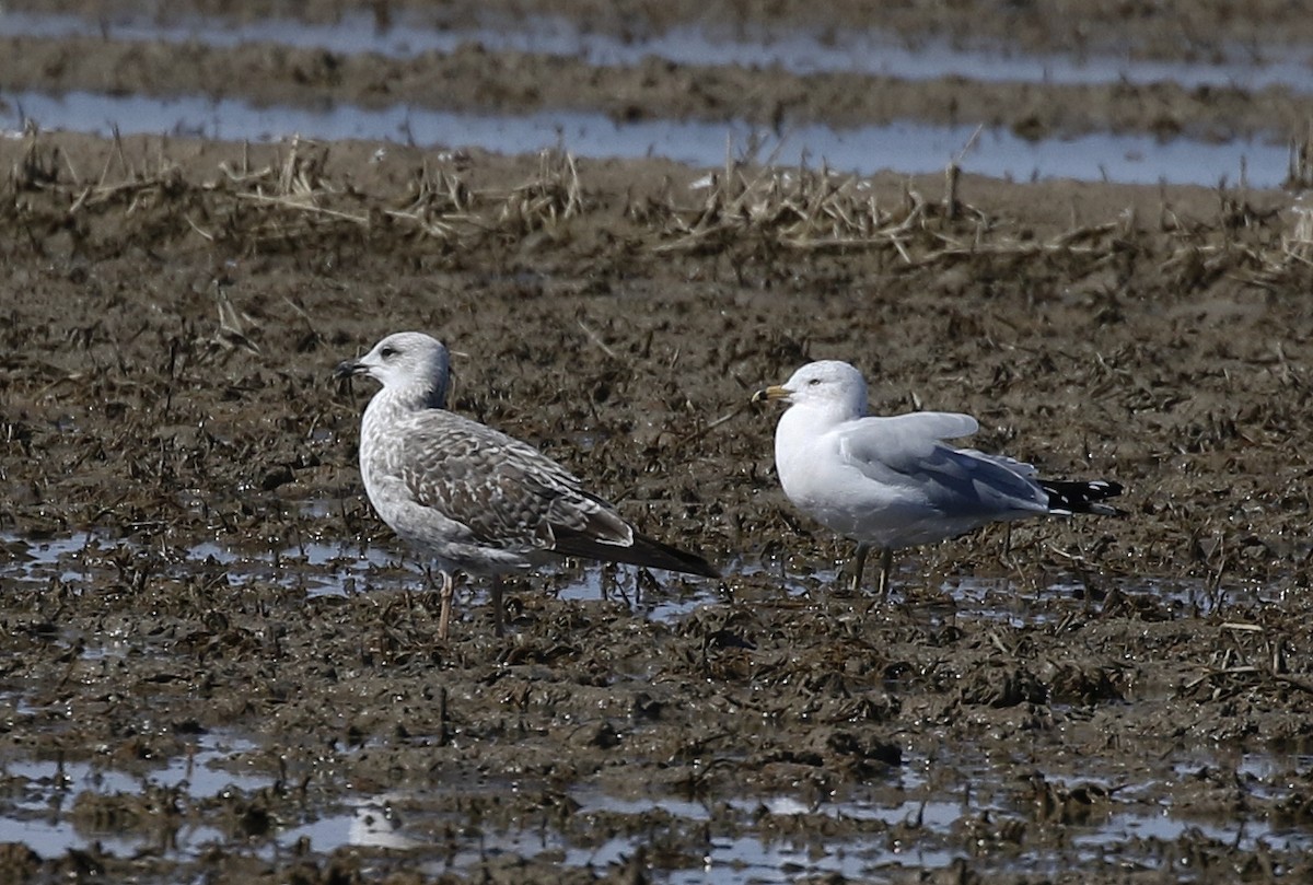 Ring-billed Gull - ML615955678