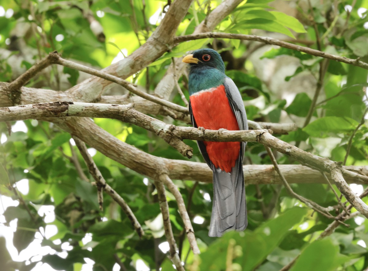 Trogon à queue noire - ML615955682