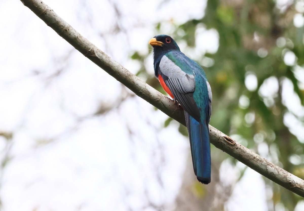 Kara Kuyruklu Trogon - ML615955684