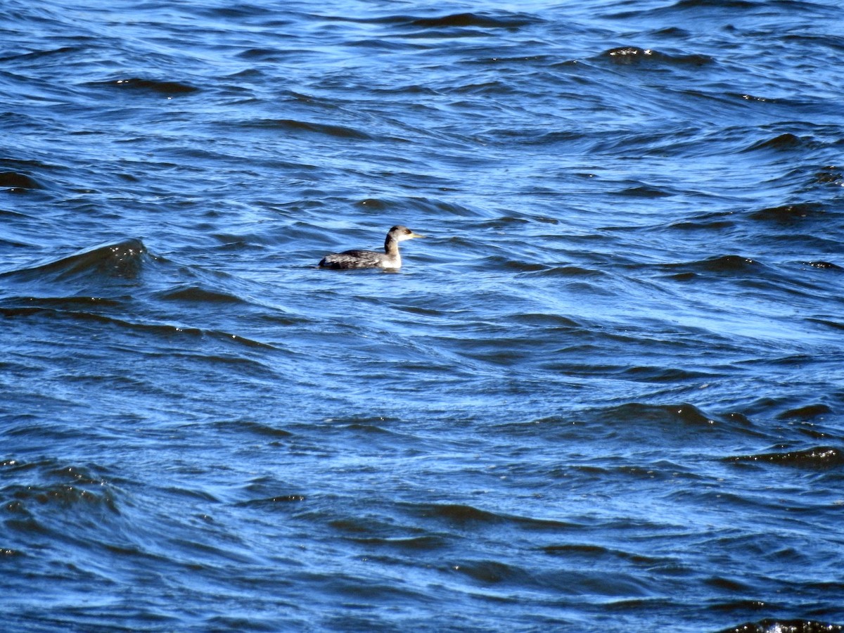 Red-necked Grebe - ML615955700