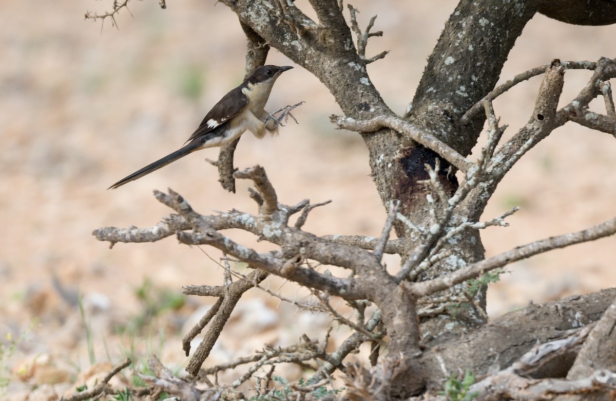 Pied Cuckoo - Pavel Štěpánek