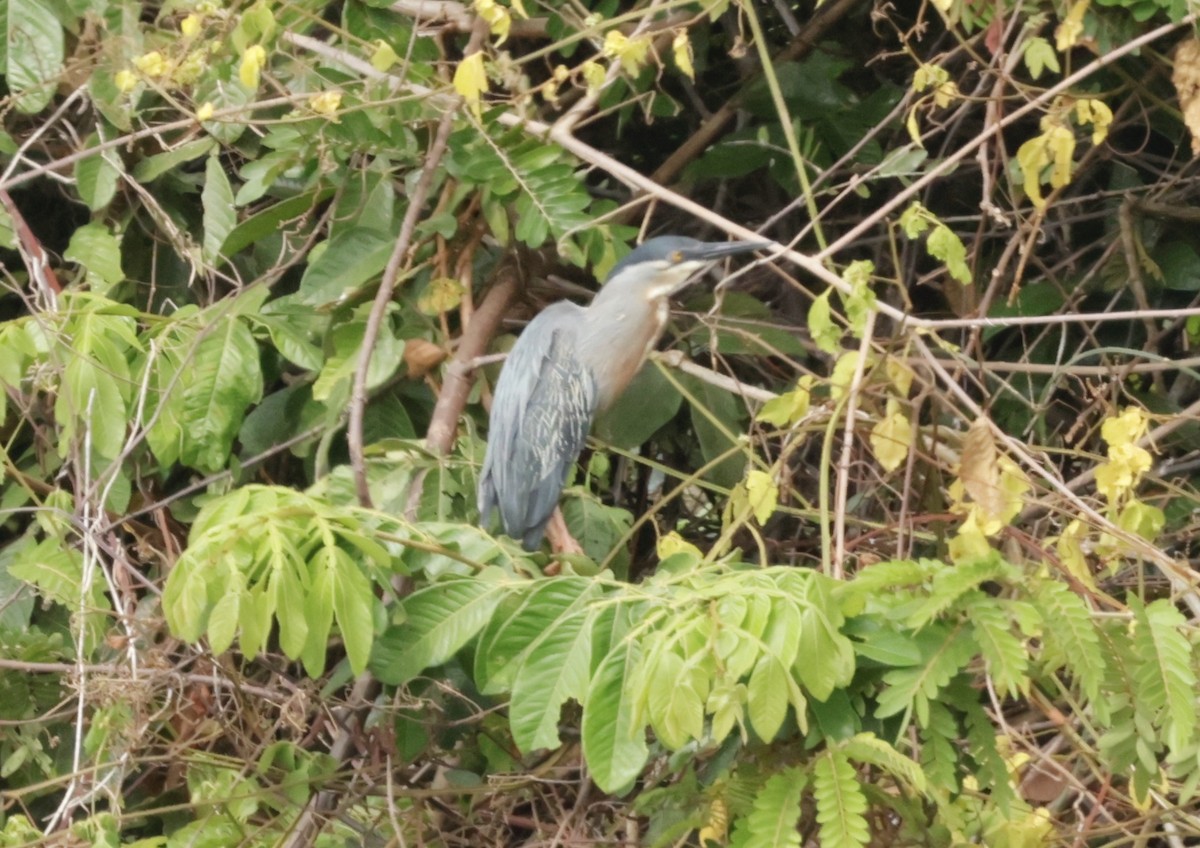 Striated Heron - ML615955749