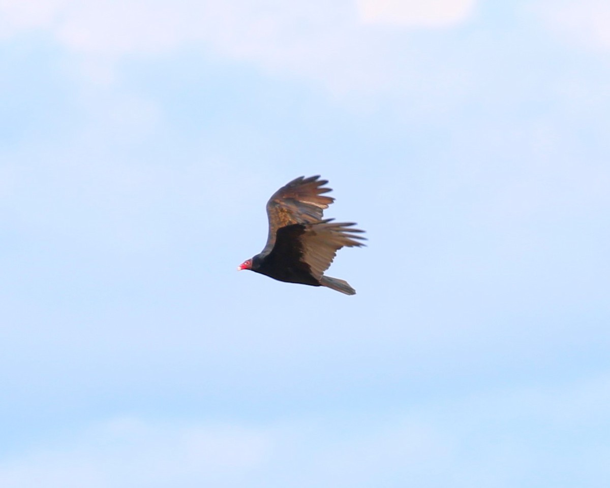 Turkey Vulture - ML615955840