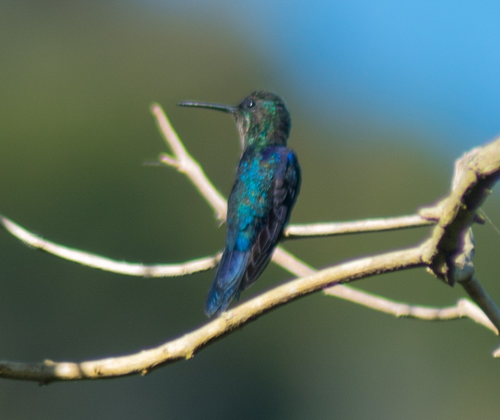 kolibřík vidloocasý - ML615955930