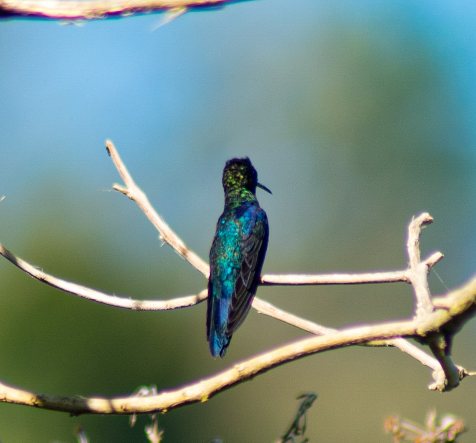 kolibřík vidloocasý - ML615955932