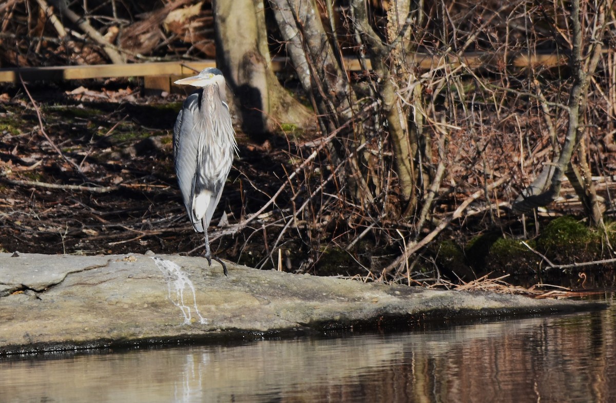 Great Blue Heron - ML615955948