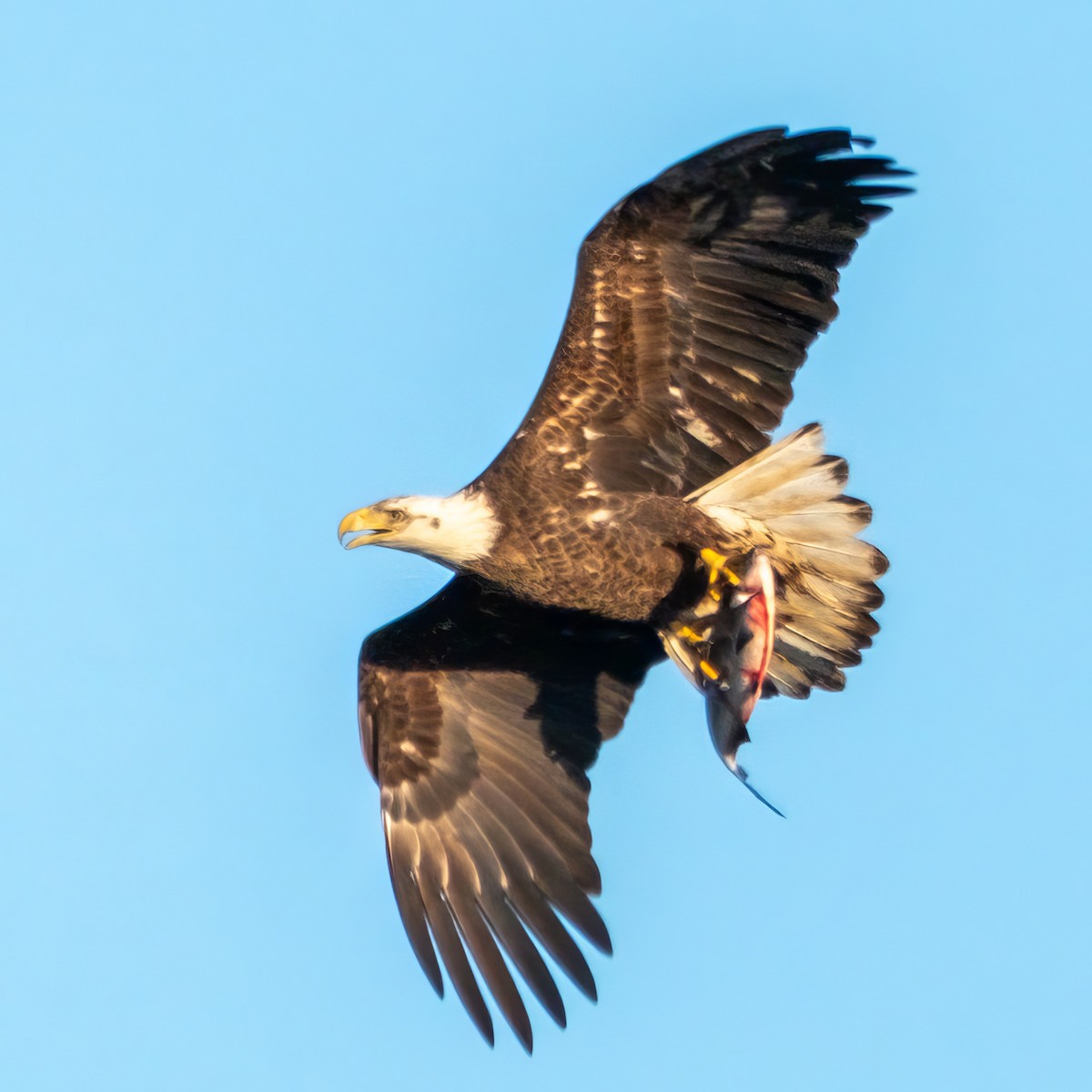 Bald Eagle - ML615956015