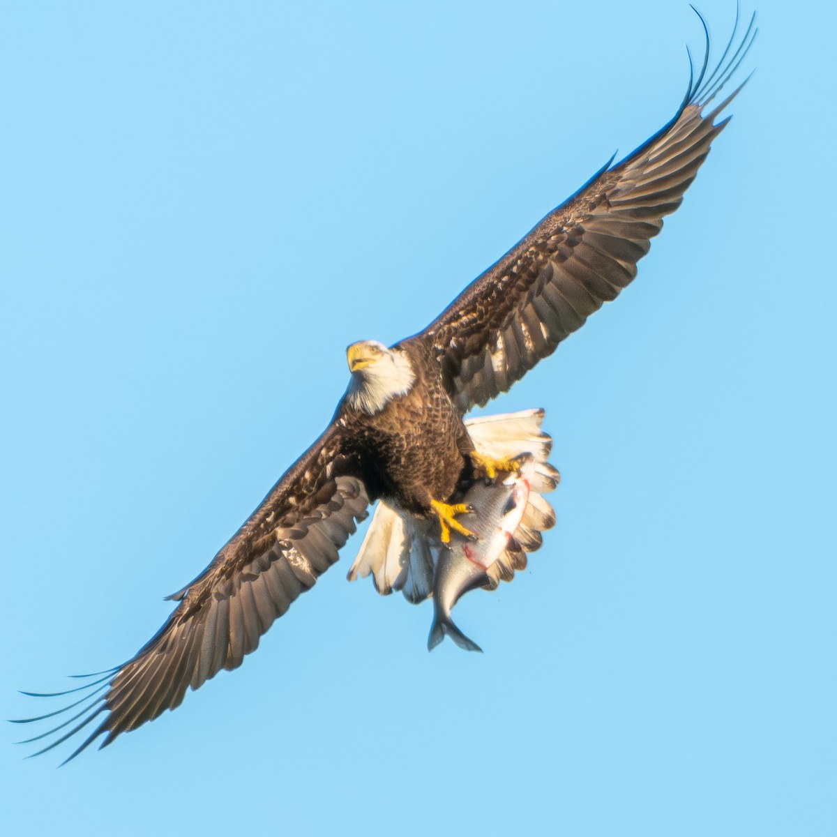 Bald Eagle - ML615956016