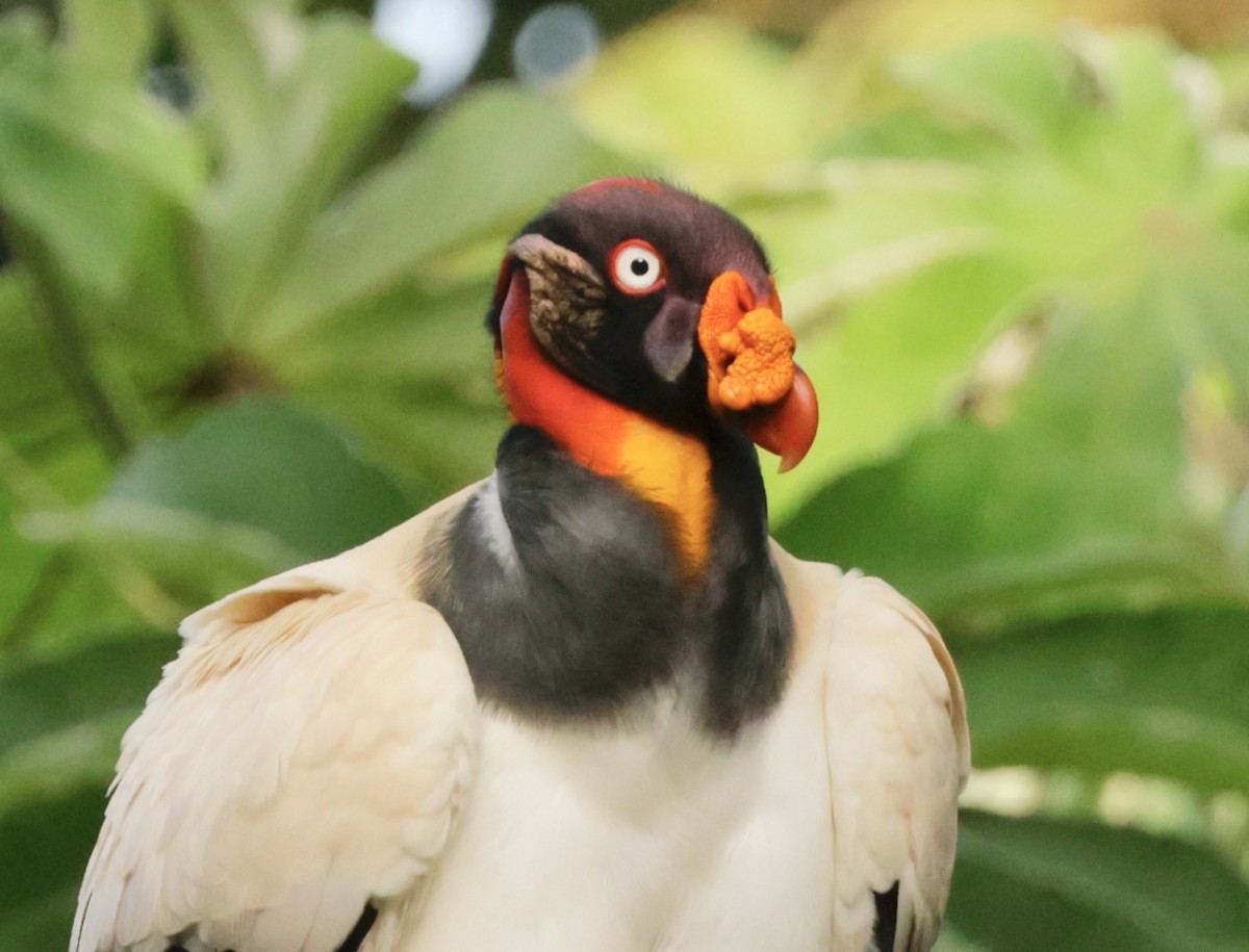 King Vulture - ML615956028