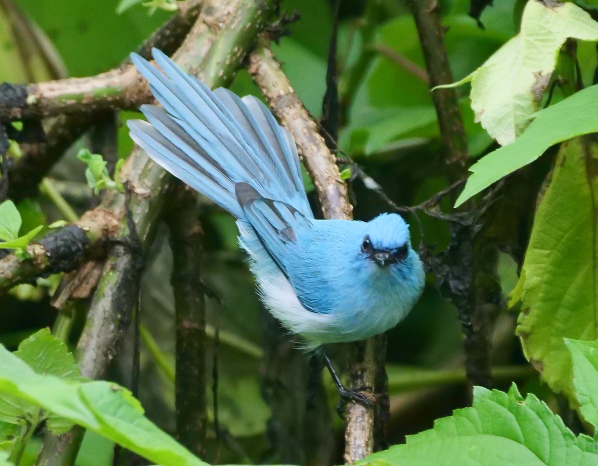 African Blue Flycatcher - ML615956067