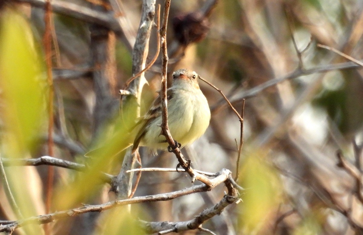 Northern Mouse-colored Tyrannulet - ML615956069