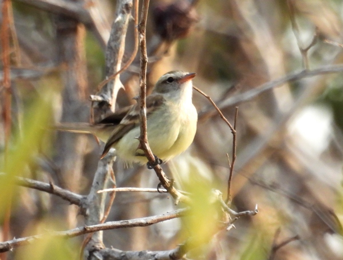 Northern Mouse-colored Tyrannulet - ML615956070
