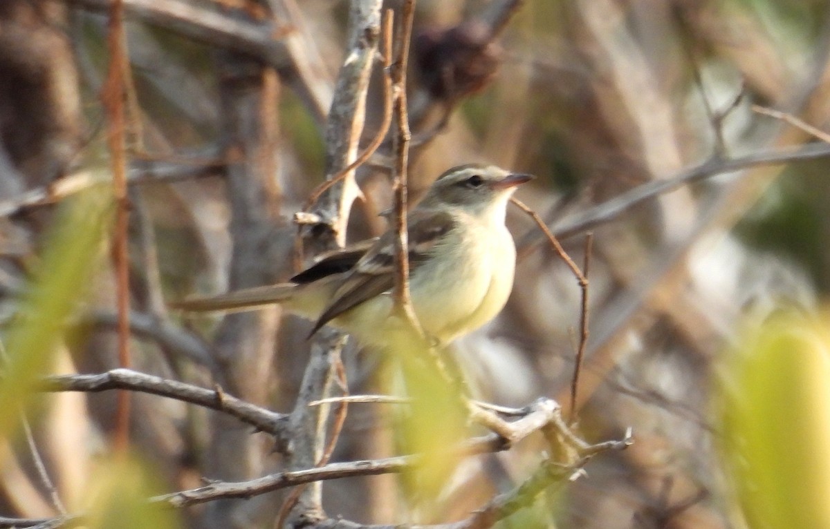 Northern Mouse-colored Tyrannulet - ML615956071