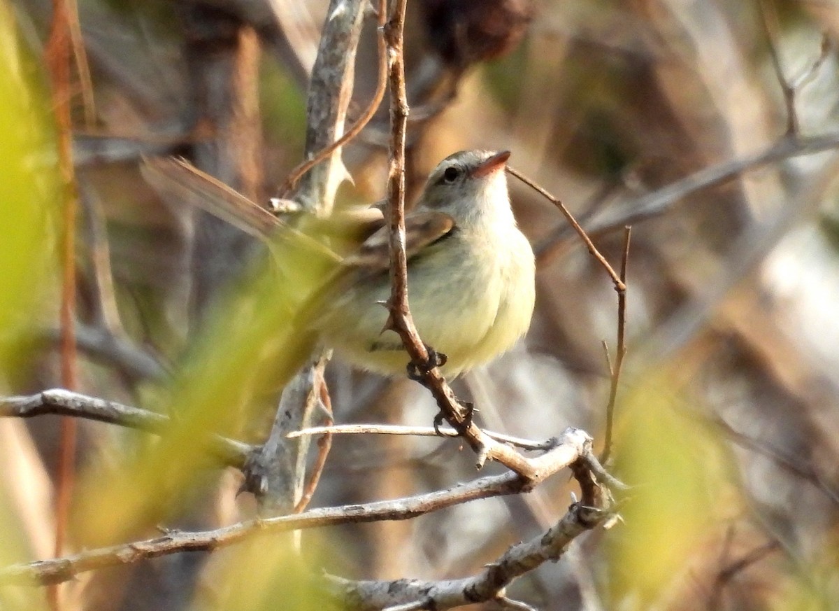 Northern Mouse-colored Tyrannulet - ML615956073