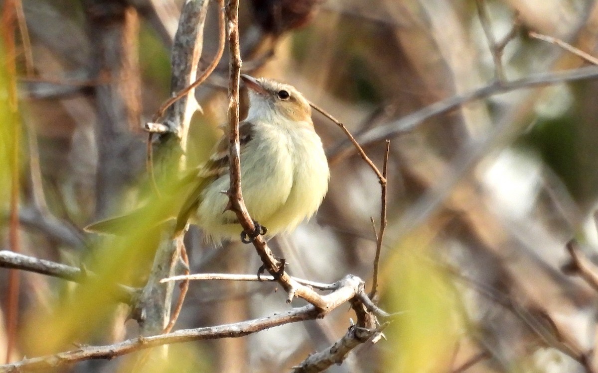 Northern Mouse-colored Tyrannulet - ML615956078