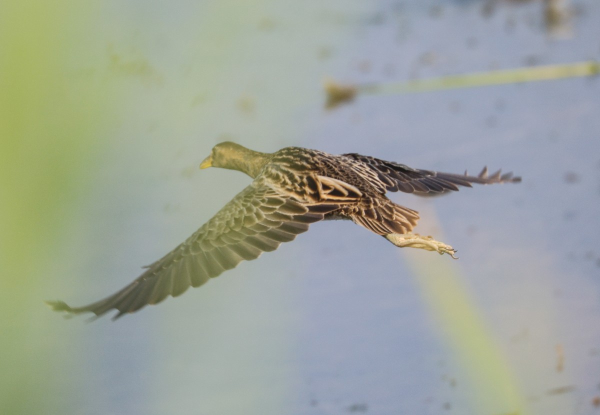 Watercock - Akshat K