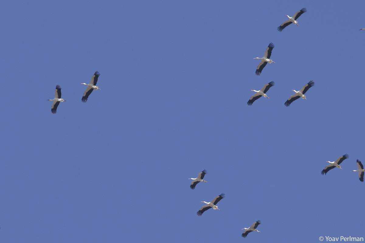 White Stork - ML615956137