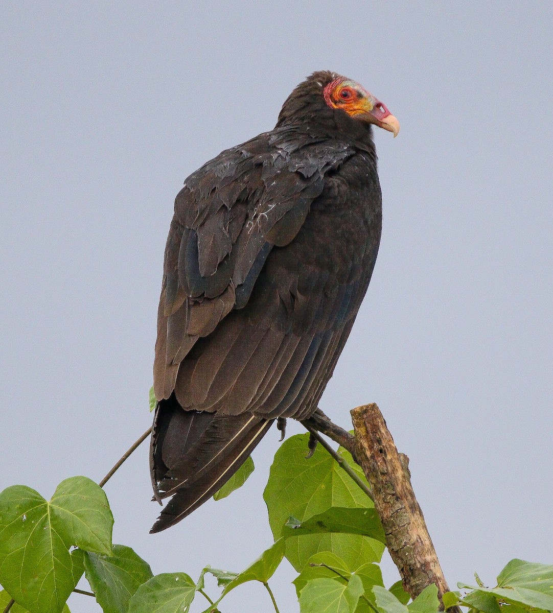 Lesser Yellow-headed Vulture - ML615956152