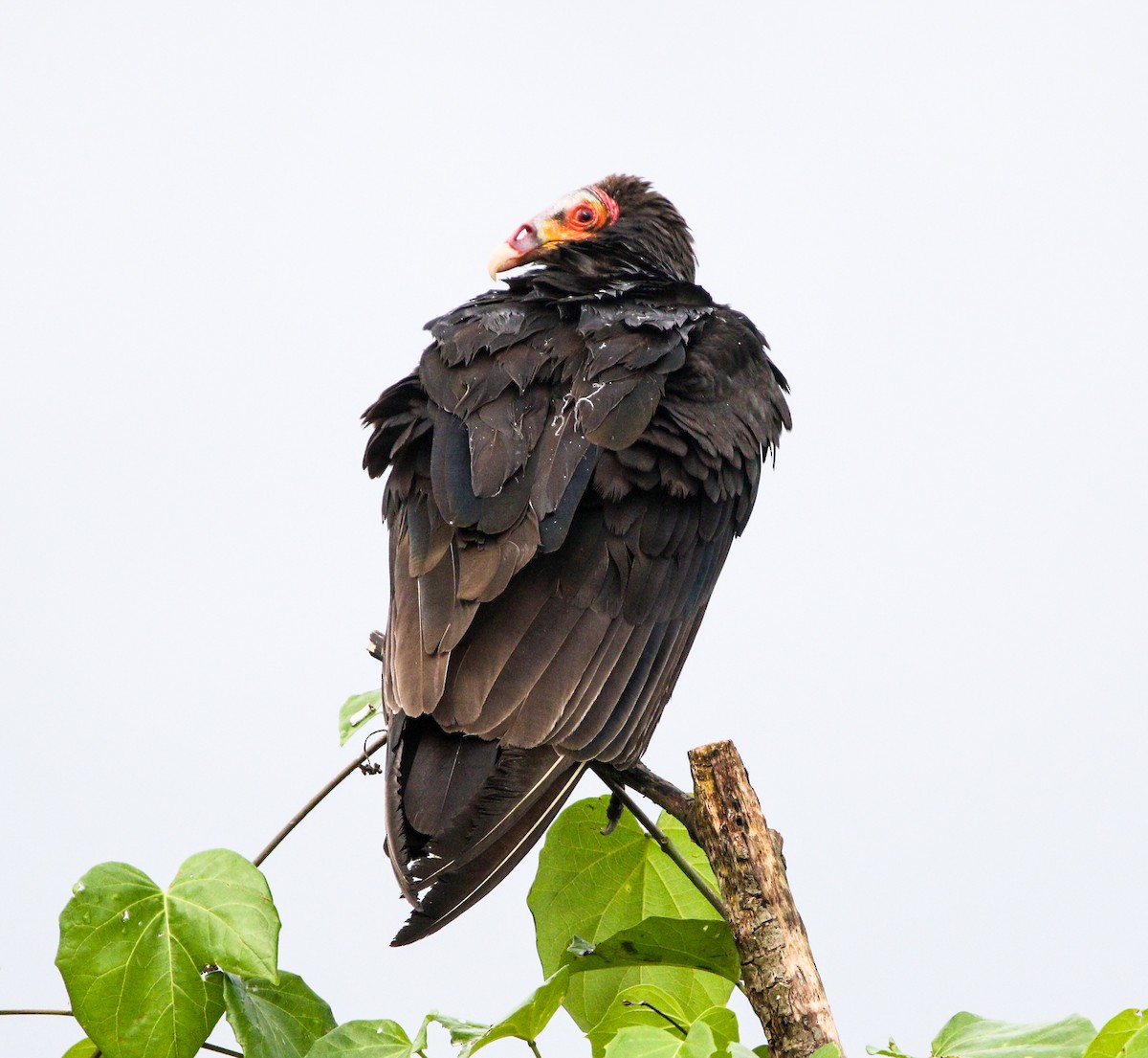 Lesser Yellow-headed Vulture - ML615956155