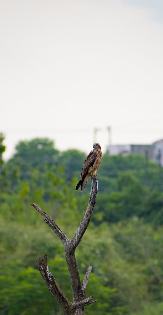 Black-winged Kite - Atharva Gijare