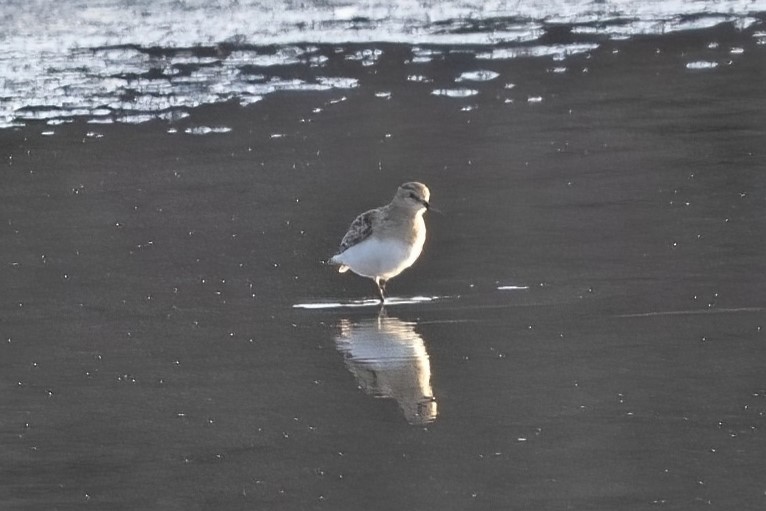 Baird's Sandpiper - ML615956180