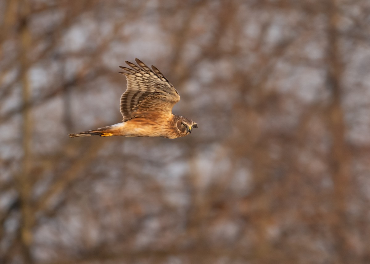 Northern Harrier - ML615956207