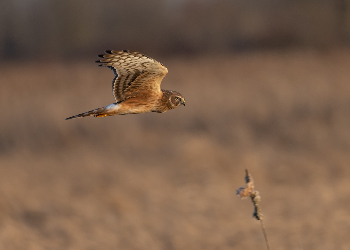 Northern Harrier - ML615956210