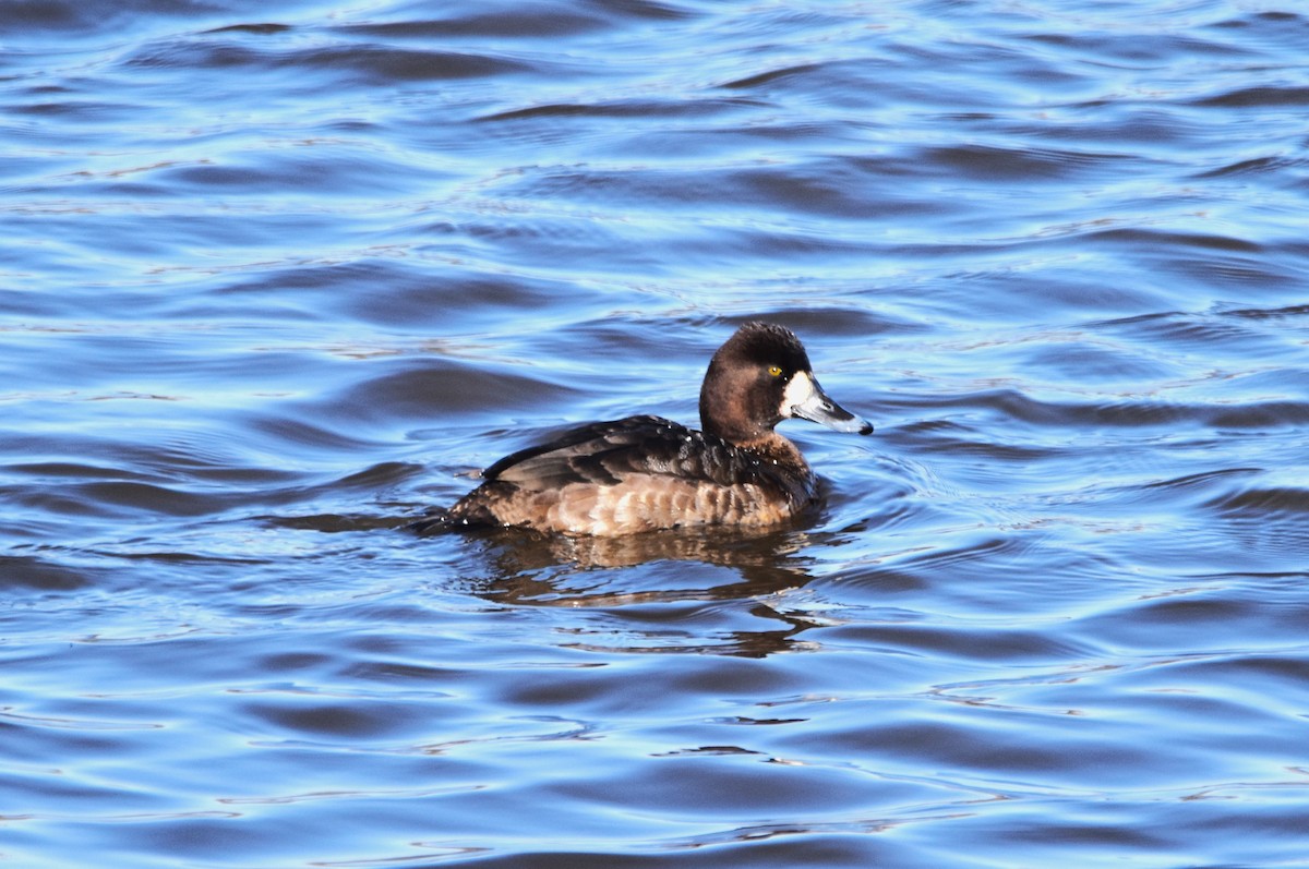 Lesser Scaup - ML615956223