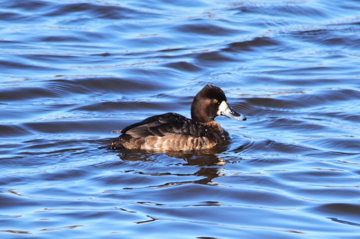 Lesser Scaup - ML615956224