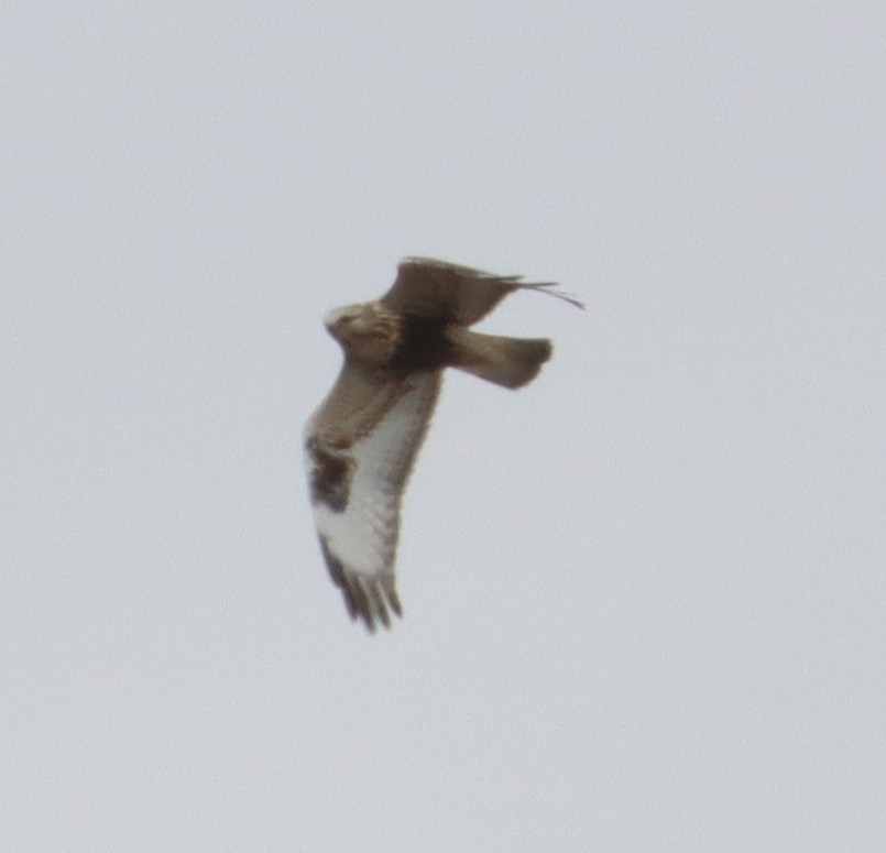 Rough-legged Hawk - ML615956253