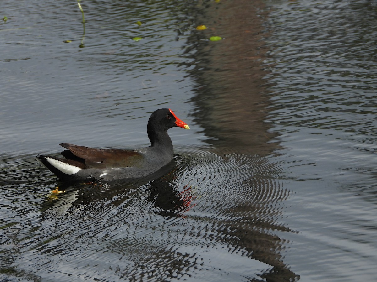 Common Gallinule - ML615956279