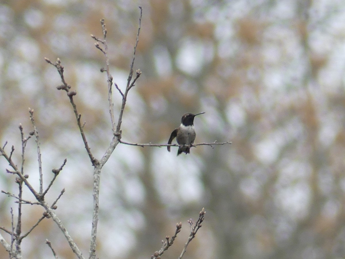 Black-chinned Hummingbird - ML615956281