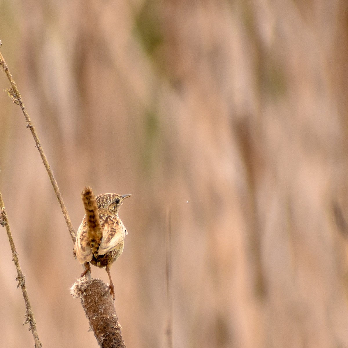 Grass Wren - ML615956327