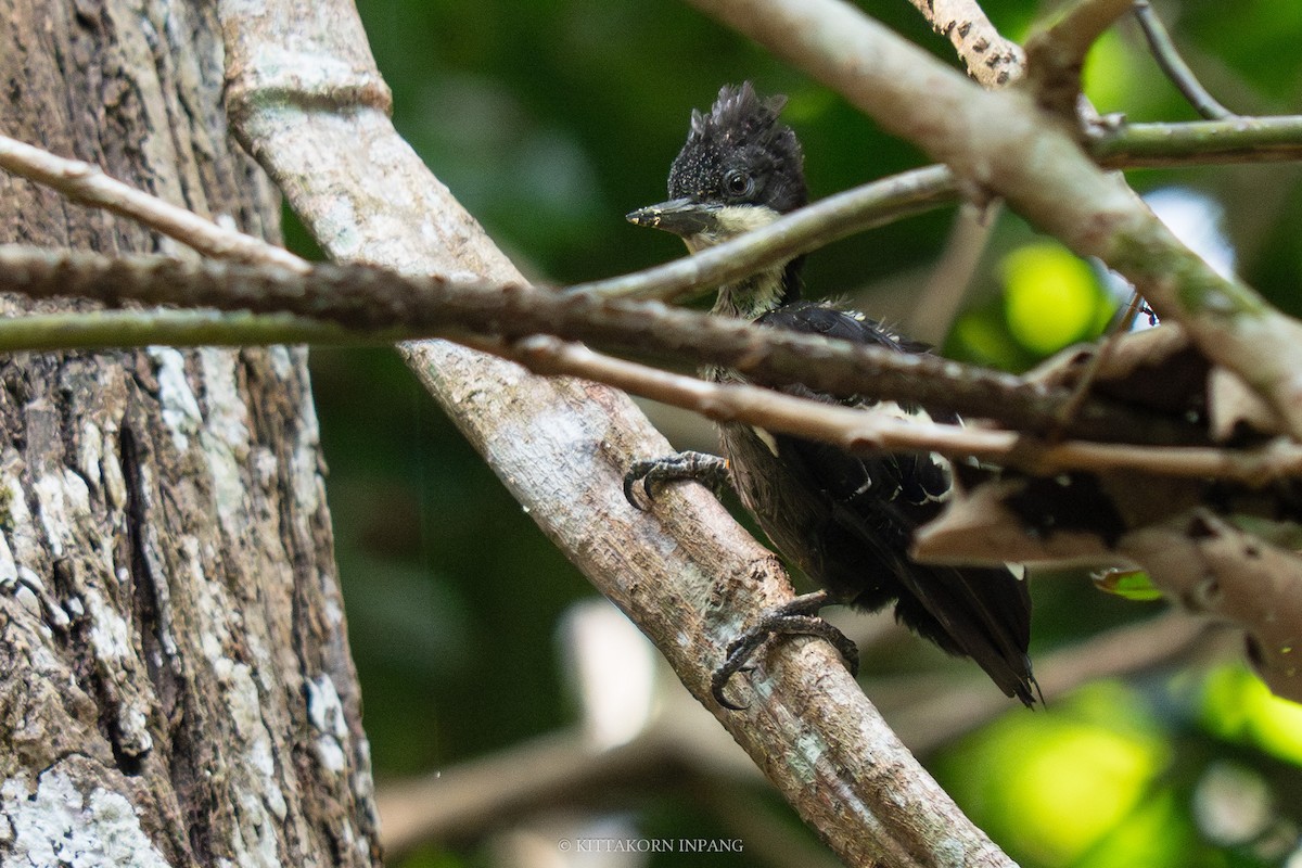 Heart-spotted Woodpecker - Kittakorn Inpang