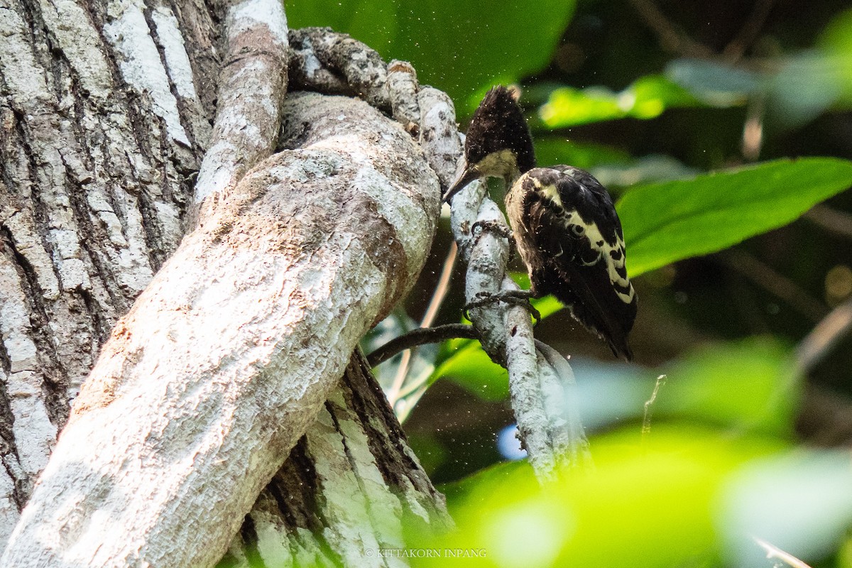 Heart-spotted Woodpecker - Kittakorn Inpang