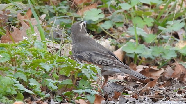 Redwing - ML615956363