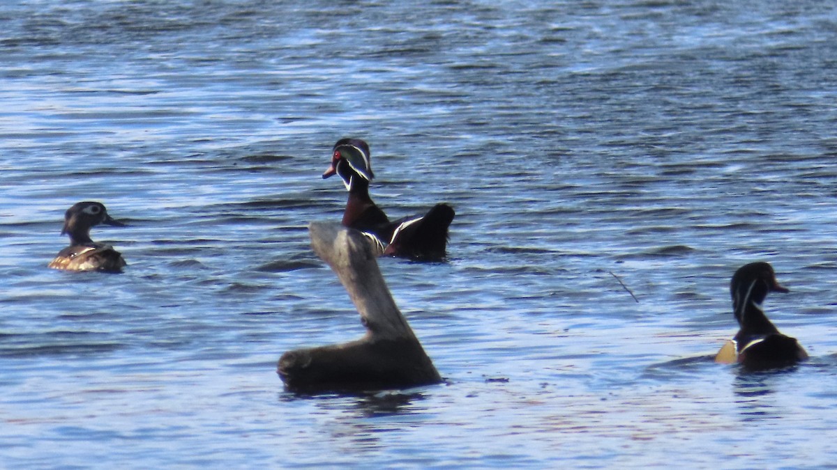 Wood Duck - Ken MacDonald