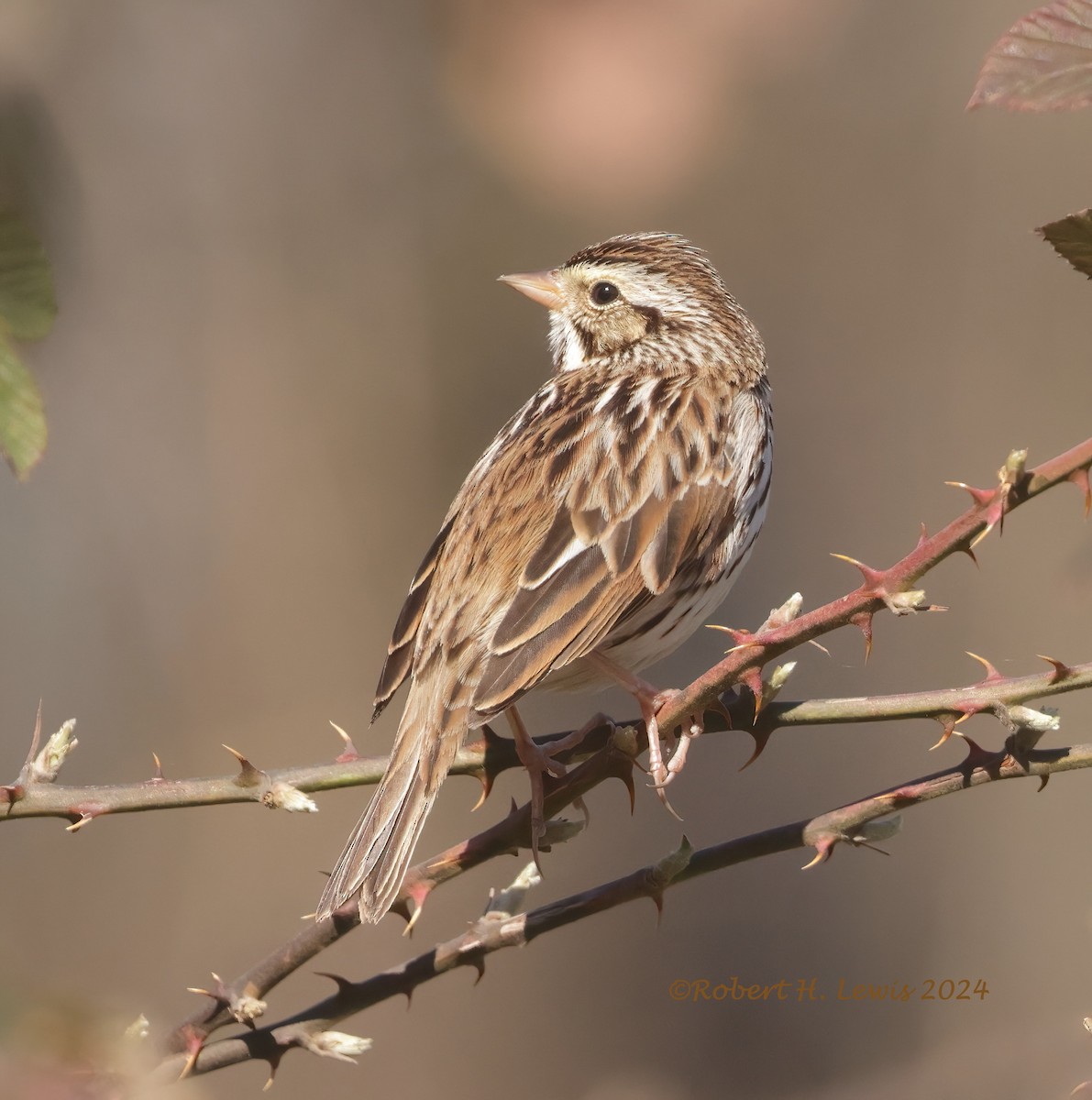 Savannah Sparrow - ML615956414